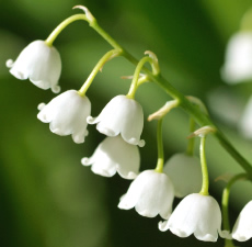 Lily of the Valley Image
