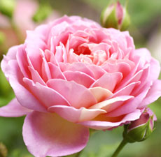 Rose Garden Image
